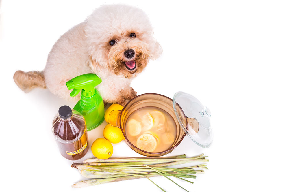6 natural remedies to get rid of fleas and ticks