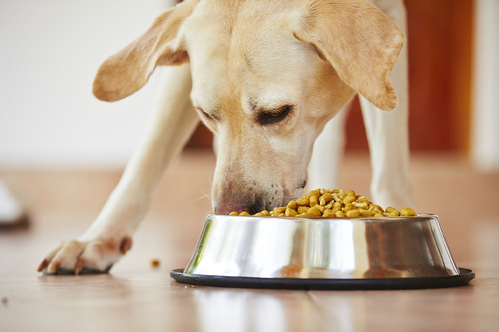 Top 10 healthy dog food brands