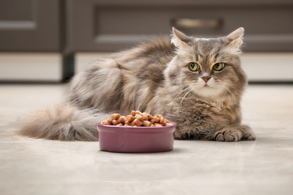 Top 10 organic cat food brands