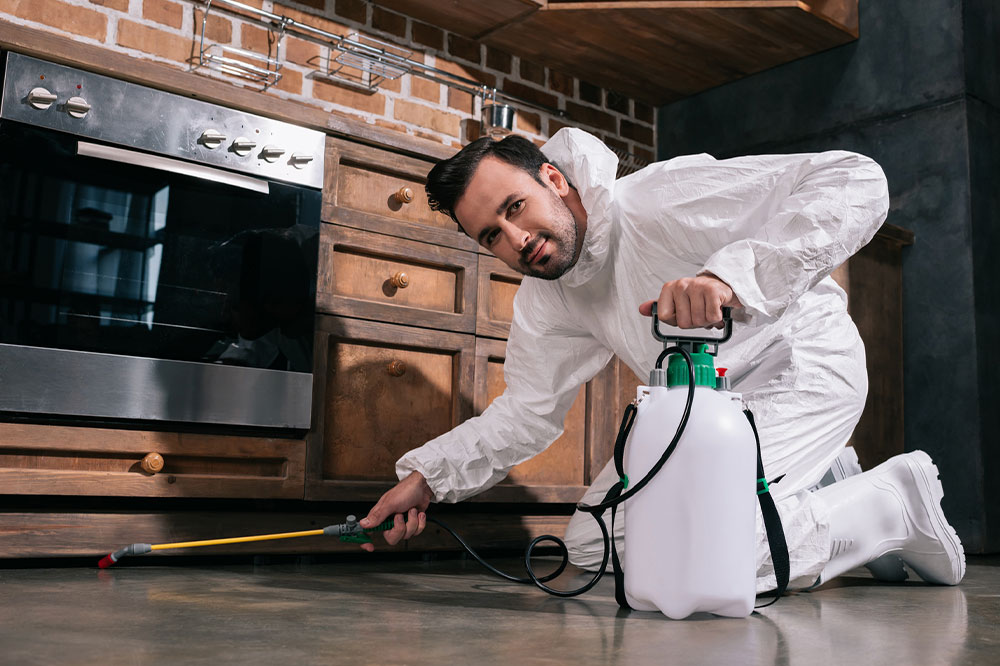 Top 5 pest control services