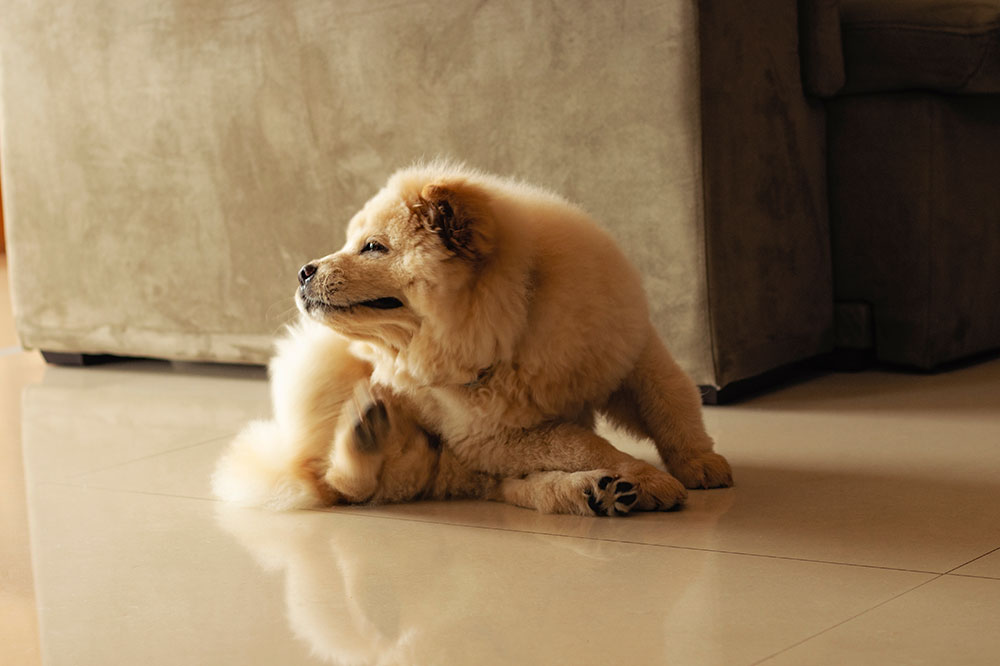 Things to do before and after a home flea treatment