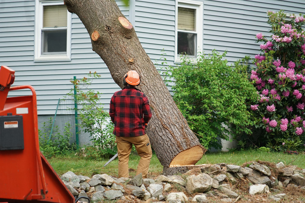 A complete guide to tree removal