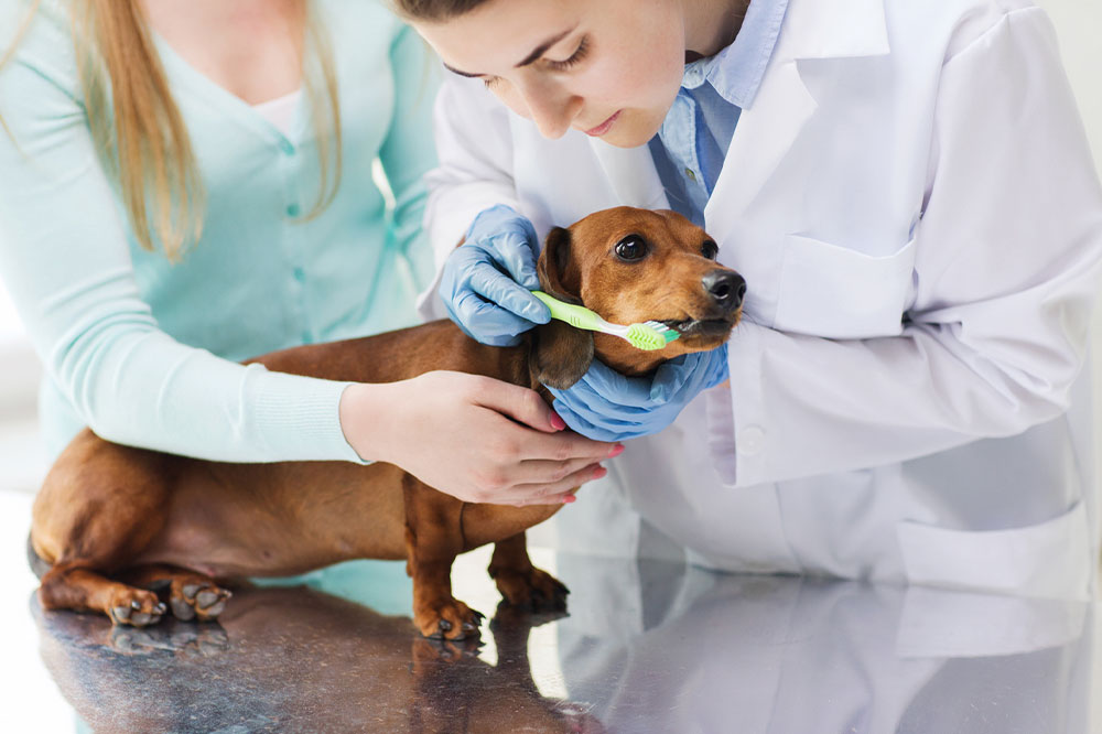 Pet allergy – Diagnosis, management, and prevention