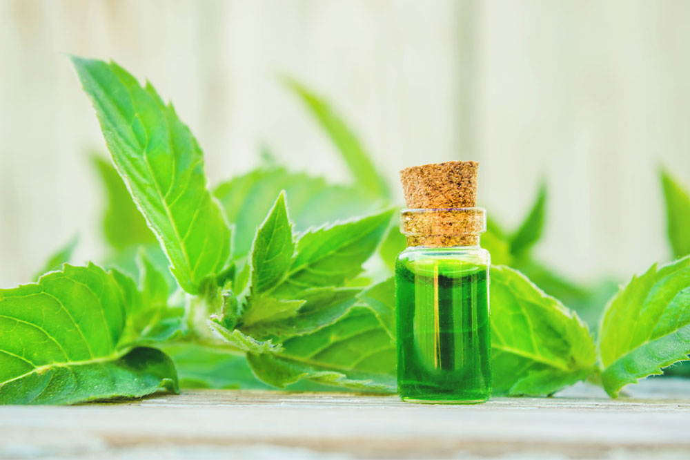 Top 6 repellents for a mouse-free home