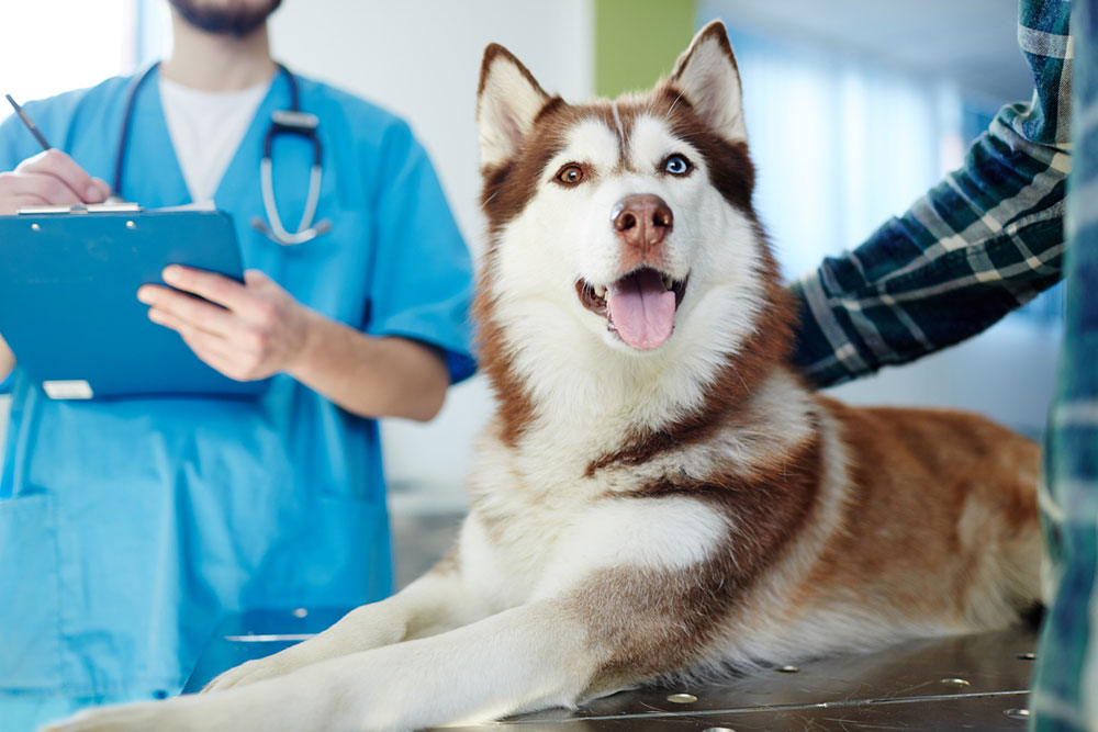 10 tips to choose the best veterinary services